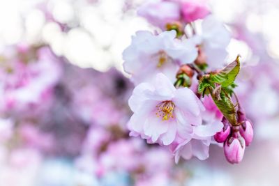 Close-up of pink cherry blossoms