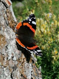 Close-up of butterfly on tree trunk