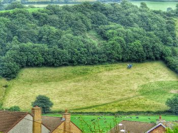 Trees growing in field