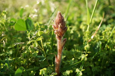 Close-up of lizard on field