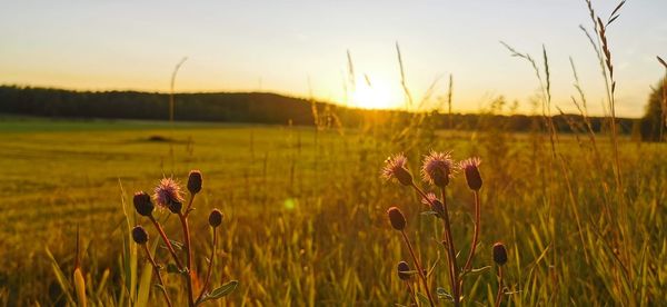 Close-up of flowering plants on field against sky during sunset