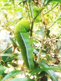 Low angle view of succulent plant