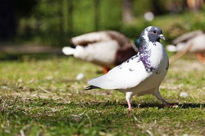 A dove proudly bouncing around in the park