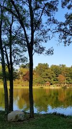 Trees by lake in forest during autumn