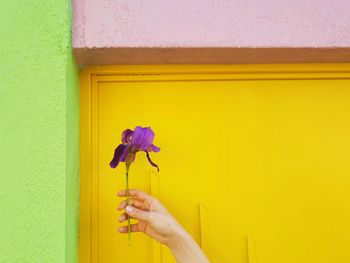 Close-up of hand holding pink flower against wall