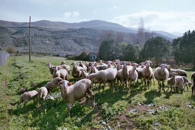 Flock of sheep on grass