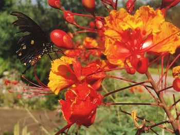 Close-up of insect on flower
