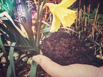 Close-up of hand holding yellow flowers