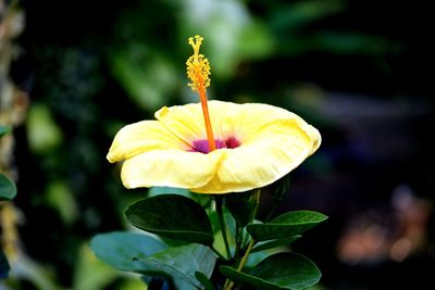 Close-up of yellow flowering plant