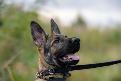 Close-up of a dog looking away