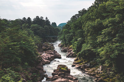 Scenic view of river amidst trees against sky