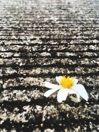 Close-up of yellow flower