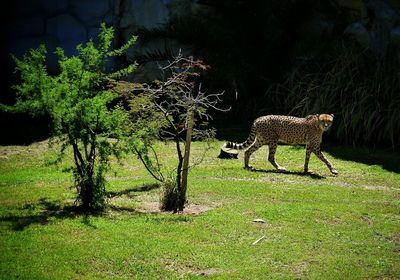 Sheep on tree