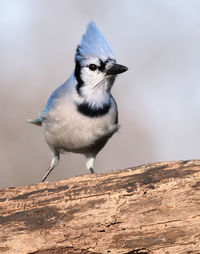 Close-up of bird perching on wood