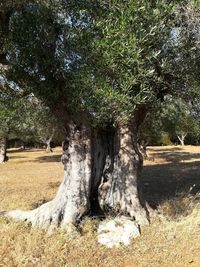 Trees on field in forest