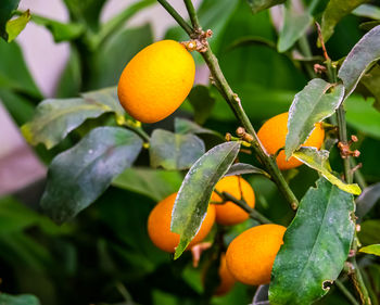 Close-up of orange fruits on tree