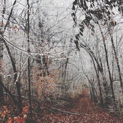 Bare trees in forest