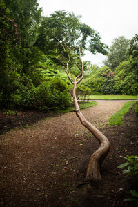 Trees growing in park