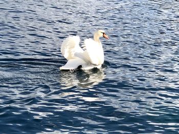 Swan swimming in lake