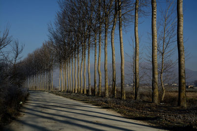 Close-up of trees against clear sky