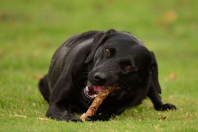 Portrait of black labrador biting stick on grassy field