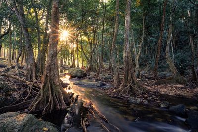 Scenic view of river amidst trees in forest during sunrise