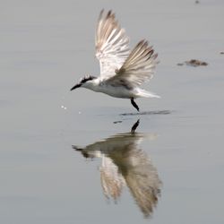 Seagull flying over water