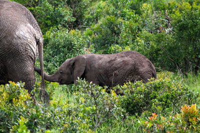 Side view of elephant standing against plants