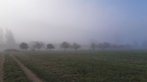 Trees on field against sky during foggy weather