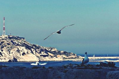 Seagull flying over sea