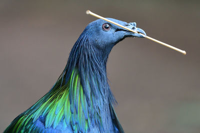 Close-up of a nicobar pigeon with a twig in its mouth 