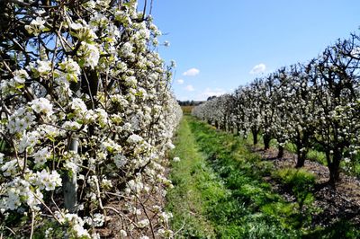 Scenic view of flowering plants and trees on field against sky