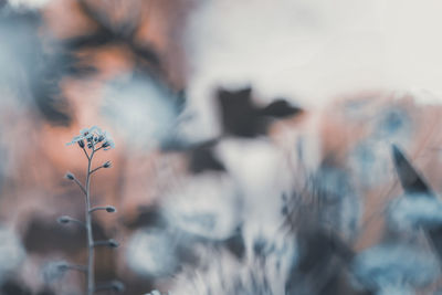 Close-up of defocused image of plant against sky