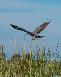 Close-up of eagle flying in sky