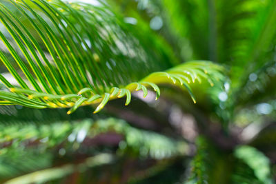 Close-up of dew on pine tree