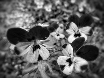 Close-up of flowers