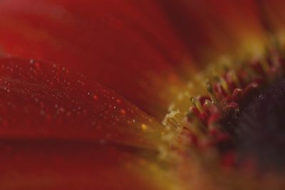 Close-up of red object on white surface