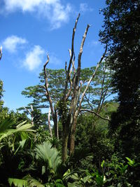 Low angle view of trees against sky