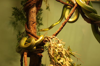 Close-up of snake on tree
