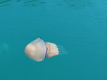 Jellyfish swimming in sea