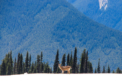 View of a pine trees and deer  in the forest