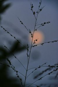 Low angle view of silhouette plant against sky at dusk