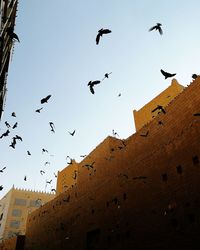 Low angle view of birds flying in building