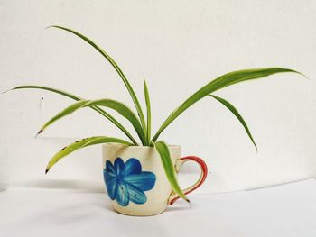 Close-up of plant against white background