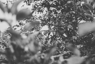 Close-up of plants