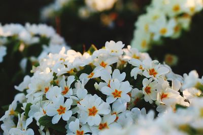 Close-up of white flowering plant