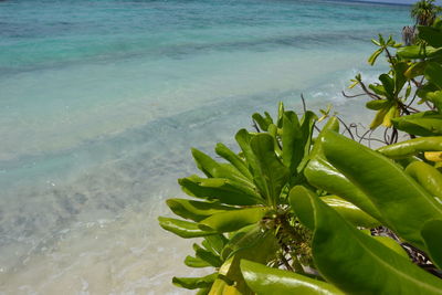 Close-up of plant on beach