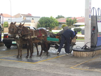 Horses in city