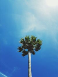 Low angle view of palm tree against blue sky