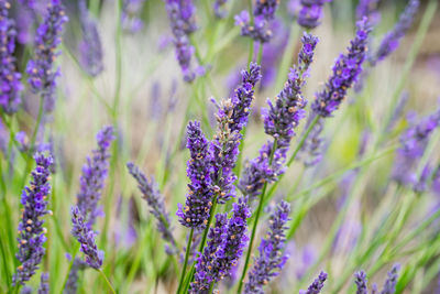 Close-up of purple flowering plants on field